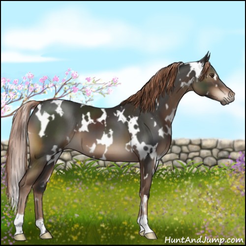 Horse Color:White Spotted Liver Chestnut 