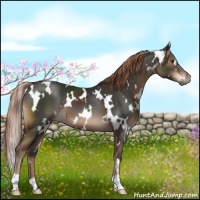 Horse Color:White Spotted Liver Chestnut 