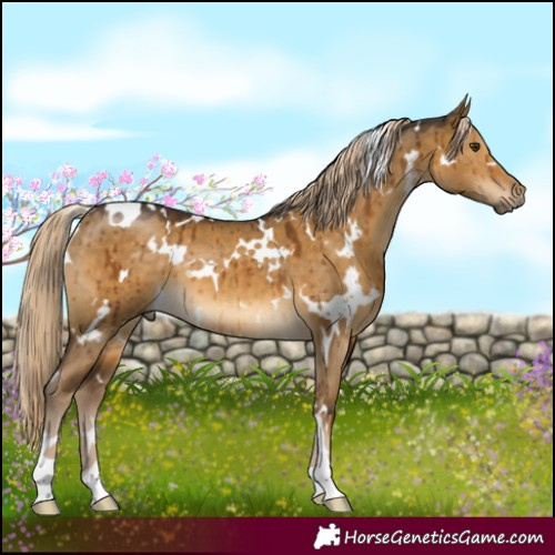 Horse Color:White Spotted Chocolate Palomino Dun Brindle 