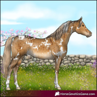 Horse Color:White Spotted Chocolate Palomino Dun Brindle 