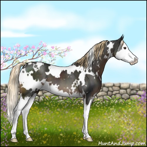 Horse Color:White Spotted Liver Chestnut Splash 