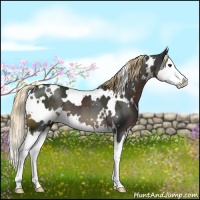 Horse Color:White Spotted Liver Chestnut Splash 