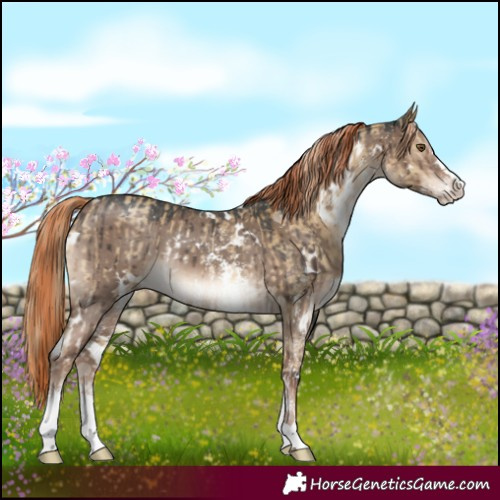 Horse Color:Chocolate Palomino Dun Mushroom Sabino  and White Spotted Liver Red Dun Sabino Brindle 