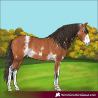 Horse Color:Bay Sabino Rabicano 