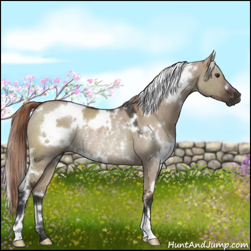Horse Color:White Spotted Liver Red Dun Rabicano 