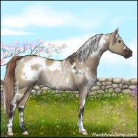 Horse Color:White Spotted Liver Red Dun Rabicano 