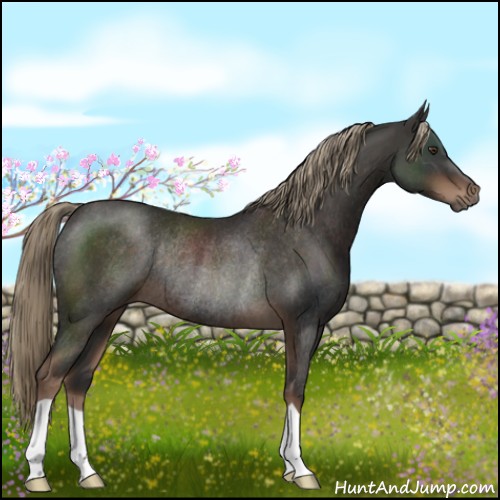 Horse Color:Liver Chestnut Rabicano 