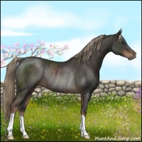 Horse Color:Liver Chestnut Rabicano 