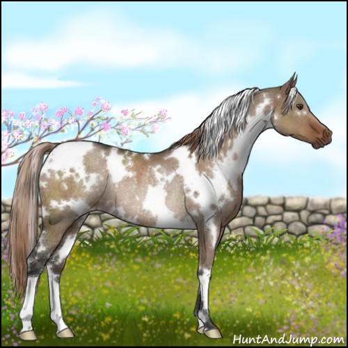 Horse Color:White Spotted Liver Red Dun Rabicano 