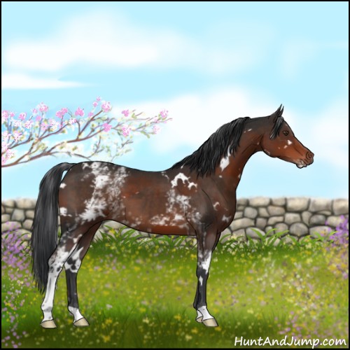 Horse Color:White Spotted Liver Chestnut  and White Spotted Brown 