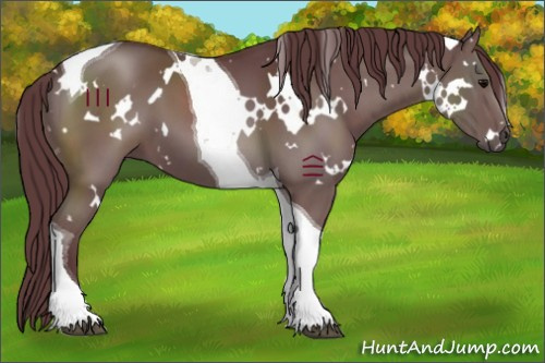 Horse Color:White Spotted Chocolate Black Tobiano