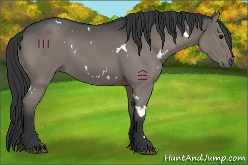Horse Color:White Spotted Grullo