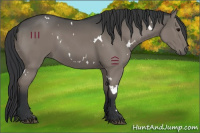 Horse Color:White Spotted Grullo 