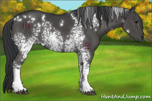 Horse Color:White Spotted Black