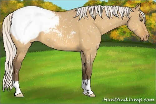 Horse Color:Silver Buckskin Dun Appaloosa 