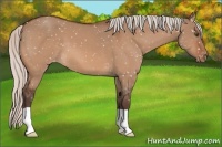 Horse Color:Silver Bay Dun Appaloosa 