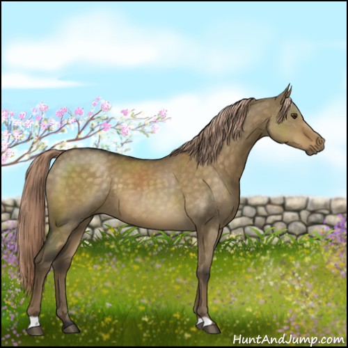 Horse Color:Chocolate Palomino Dun 