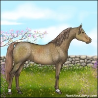 Horse Color:Chocolate Palomino Dun 