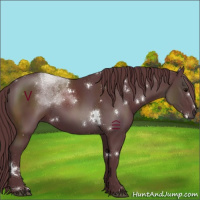 Horse Color:White Spotted Chocolate Black 