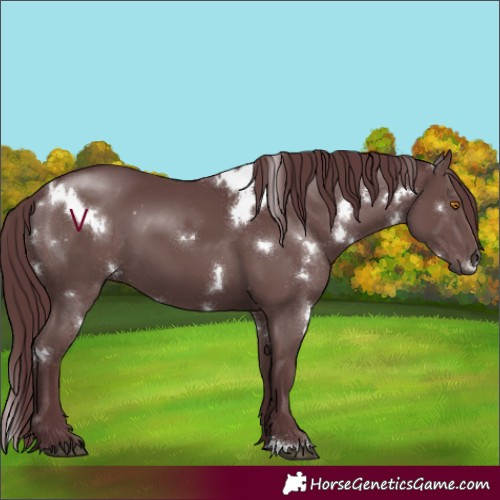 Horse Color:White Spotted Chocolate Black 