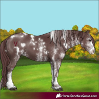 Horse Color:White Spotted Chocolate Black 