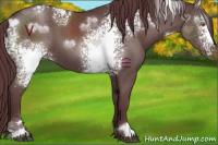 Horse Color:White Spotted Chocolate Black Sabino 