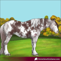 Horse Color:White Spotted Chocolate Black Sabino 
