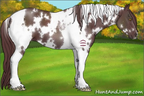 Horse Color:White Spotted Chocolate Black Tobiano