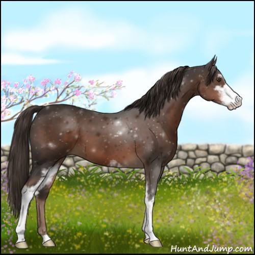 Horse Color:Liver Chestnut Sabino 