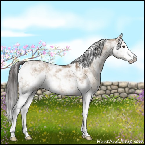 Horse Color:Liver Red Dun Sabino Rabicano 