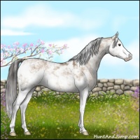 Horse Color:Liver Red Dun Sabino Rabicano