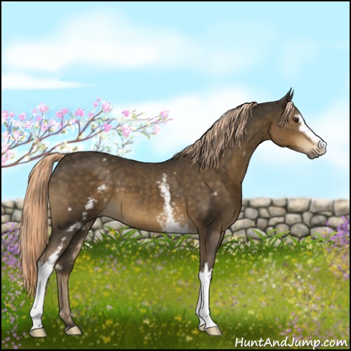 Horse Color:White Spotted Chocolate Palomino Sabino 