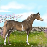 Horse Color:White Spotted Chocolate Palomino Sabino 