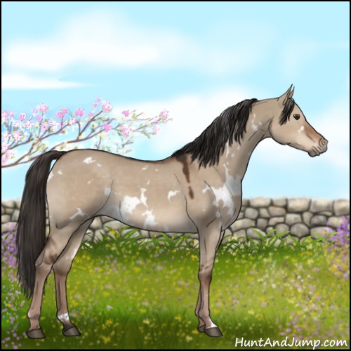 Horse Color:White Spotted Liver Red Dun