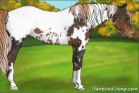 Horse Color:White Spotted Liver Chestnut Appaloosa 