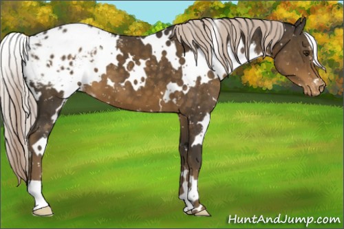 Horse Color:White Spotted Chocolate Palomino Blanket