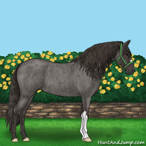 Horse Color:Smoky Blue Roan