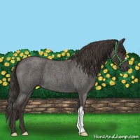 Horse Color:Smoky Blue Roan 