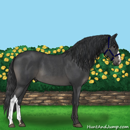 Horse Color:Blue Roan 