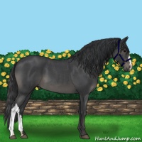 Horse Color:Blue Roan 