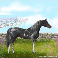 Horse Color:White Spotted Liver Chestnut Tobiano 