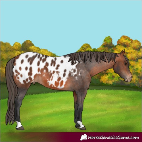 Horse Color:Bay Appaloosa
