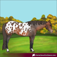 Horse Color:Bay Appaloosa