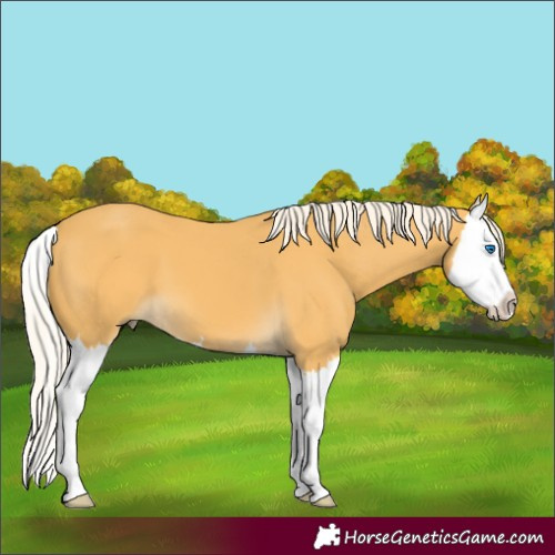Horse Color:Palomino Splash 