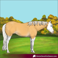 Horse Color:Palomino Splash 