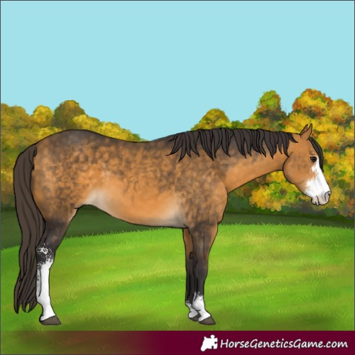 Horse Color:Buckskin Sabino