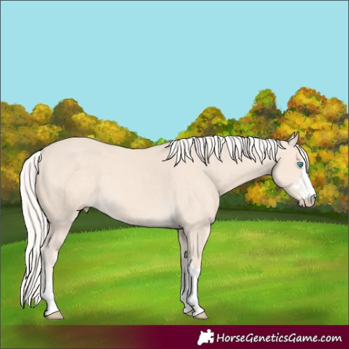 Horse Color:Cremello 