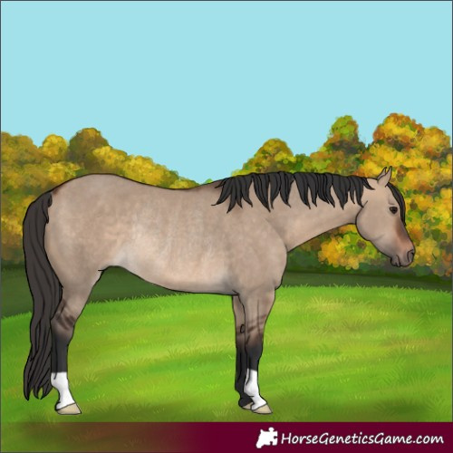 Horse Color:Bay Dun Rabicano 