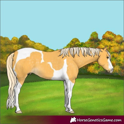 Horse Color:Palomino Tobiano