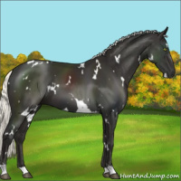 Horse Color:White Spotted Liver Chestnut Mushroom 